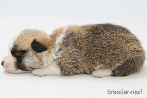 成約済の神奈川県のウェルシュコーギーペンブローク-308947の4枚目